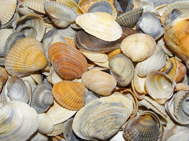 istock Group of shells from the Black Sea 1653027462