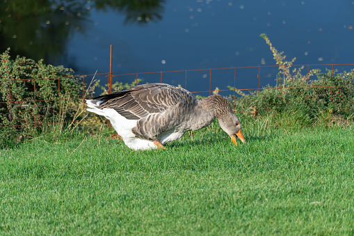 A Canada goose is standing in a field of cut grass as it stretches its wings out. Two other geese are visible foraging in the grass behind it.