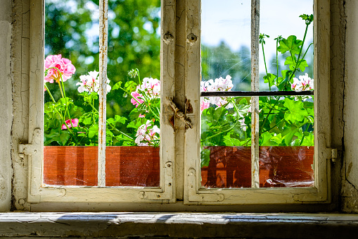 Beautiful flowers on window sills towards the backyard