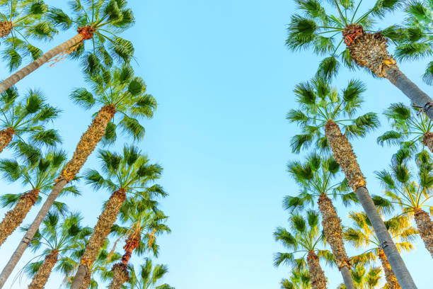 istock Lines of Towering Palm Trees against Blue Background 1653056760