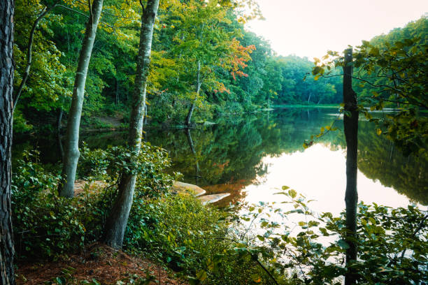 istock Forest Lake Shoreline Serenity 1653058486