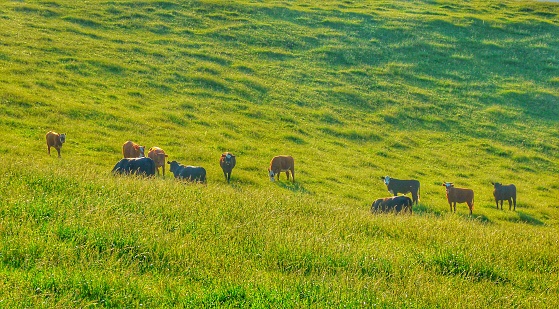 Cattle grazing