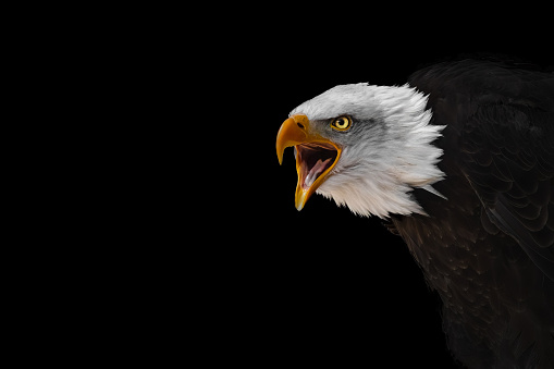 Bald Eagle (22 years) - Haliaeetus leucocephalus in front of a white background.