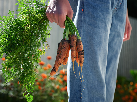 A young man holding freshly harvested organic carrots in his hand. Close up.