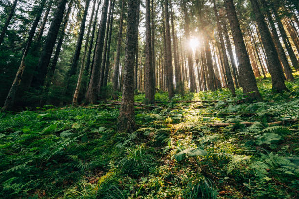 istock Mountain forest landscape, beautiful mountain forest 1653105957