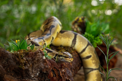 Close-up of Young Man Holding Ball Python in Hand Outdoors in Nature.