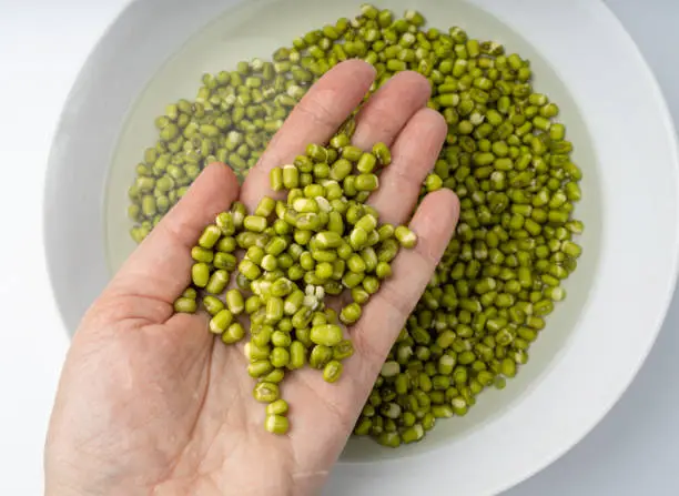 Photo of Soaked Mung Beans, Wet Vigna Radiata Seeds Pile, Macro Photo of Green Gram in Water