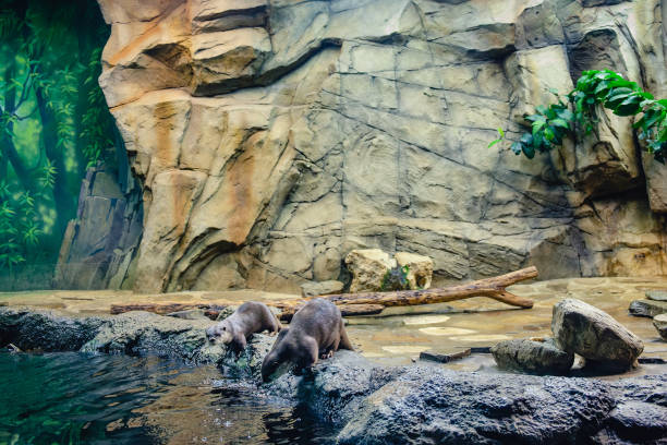 istock Eurasian Otters at the zoo 1653115889