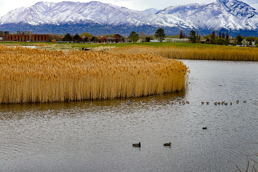 Beautiful snow-capped Wasatch Mountains and Decker Lake Park with Geese and Water Fowl swiming in the pond along the reeds found in Salt Lake City Utah
