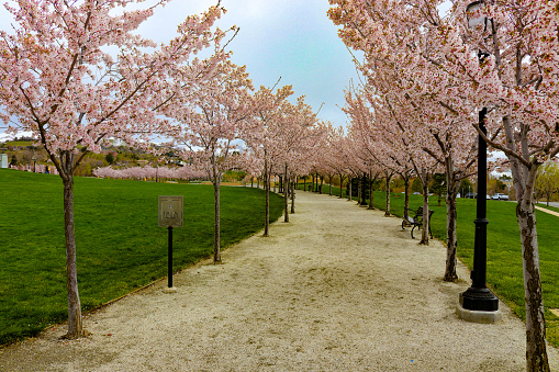 A beautiful State Capitol Park path among young Cherry Blossom Trees that provide shade and beauty for pedestrians to enjoy, Located in Salt Lake City Utah, USA