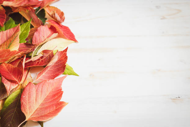 Border of autumn leaves in red, orange, yellow and green on a white wood background with copy space