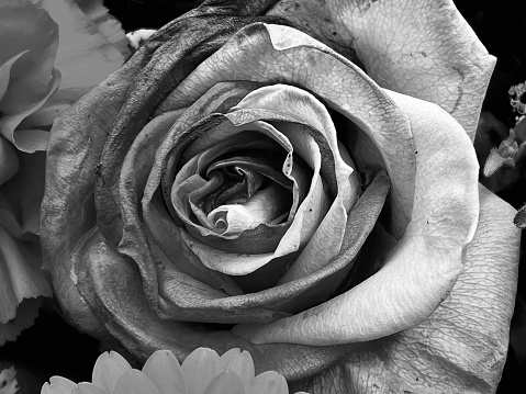 Close up of a rose flower and soft petals