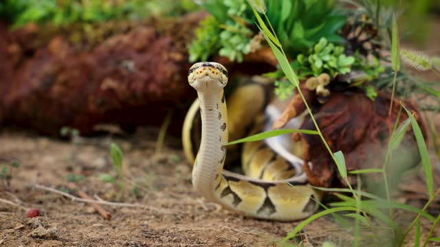 Python Snake in Natural Habitat