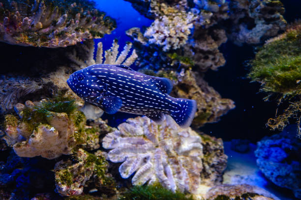 istock Exotic white-striped blue fish swimming in the aquarium 1653144477