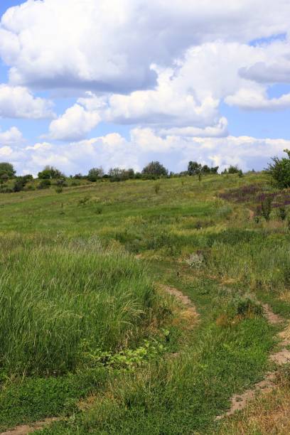istock Green steppe grass, distant forest, blue sky with clouds. Landscape. 1653160234