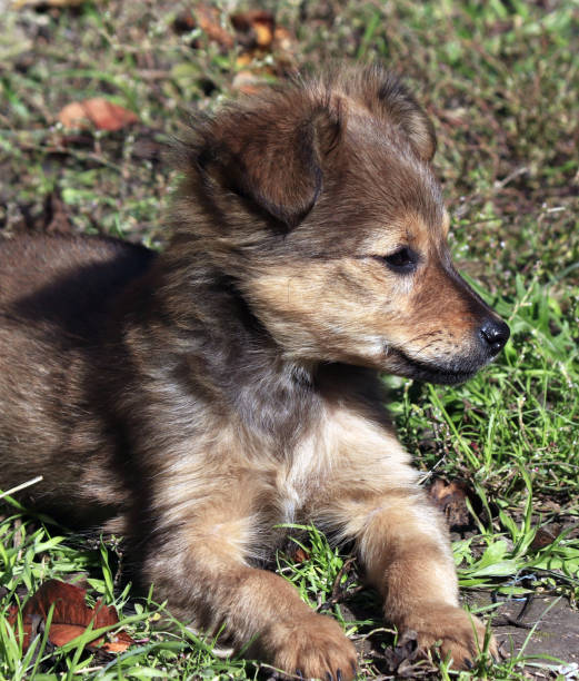 istock An image of a mongrel gray puppy lying on the grass. 1653165265