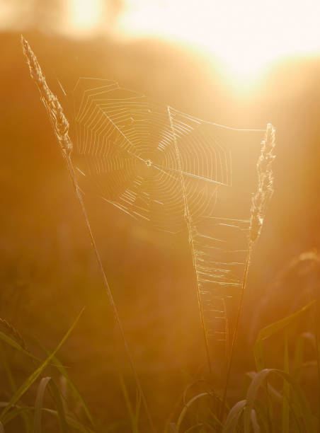 istock Close-up of spider web on field 1653175177