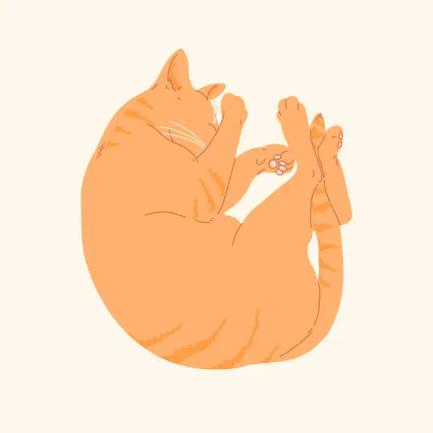 Vector illustration of Cute ginger color cat sleeping view from above. Kitty asleep relaxing and hiding its nose between paws. Flat vector illustration isolated. Cosy pet image.