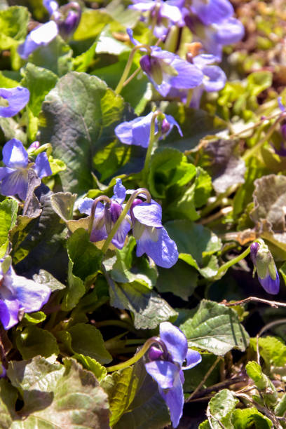 istock Close-up of delicate small forest violets. Flower meadow. Early spring. Selective focus. 1653188996