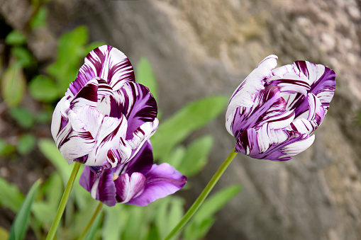 Close-up tulip flower