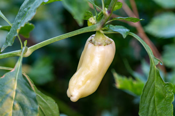 istock Sweet pepper in the garden 1653197498