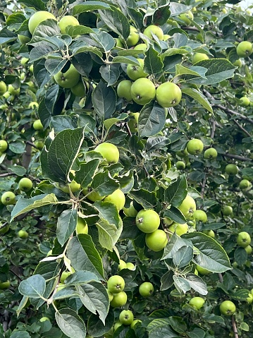 Apple tree