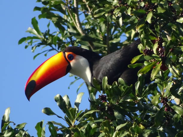 istock Toucan sitting in a tree in the sunshine with blue blackground 1653228909