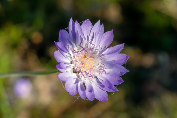 Field flowers cornflowers. Cornflowers are lilac.