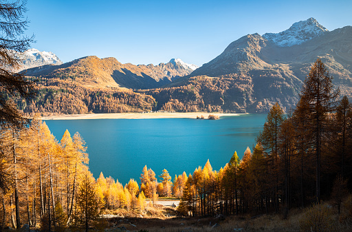 Lake Sils and the Swiss alps in Upper Engadine with golden trees in autumn, Canton of Grisons, Switzerland.