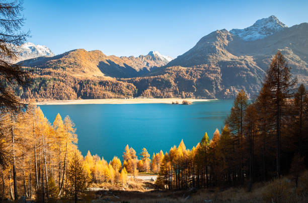 view of sils lake with golden trees in autumn - corvatsch imagens e fotografias de stock