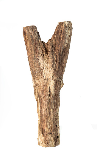 Trunk of a tree Isolated On White Background, Dry branches