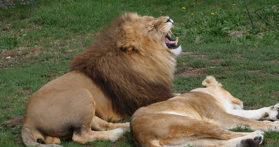 African Lion, panthera leo, Pair, Male with Open Mouth, Masai Mara Park in Kenya