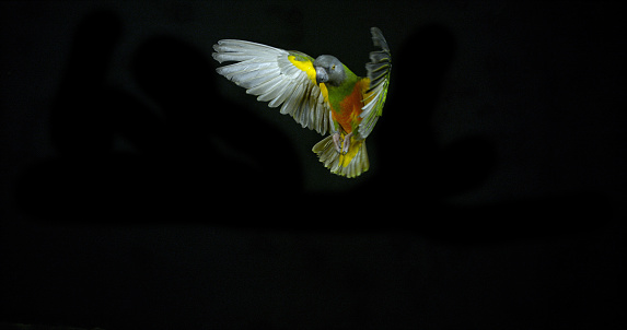 Senegal Parrot, poicephalus senegalus, Adult in Flight