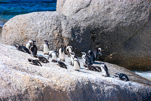 A waddle of Jackass Penguins on Boulders Beach in the Western Cape Province. It is a sheltered beach made up of inlets between Granite boulders, from which the name originated. It is located in the Cape Peninsula, near Simons Town towards Cape Point, near Cape Town in the Western Cape province of South Africa. It is also commonly known as Boulders Bay. It is a popular tourist stop because of the colony of African Penguins which settled there in 1982. They are an endangered species. Boulders Beach forms part of the Table Mountain National Park. Photo shot in the afternoon sunlight; horizontal format.  Copy Space.
