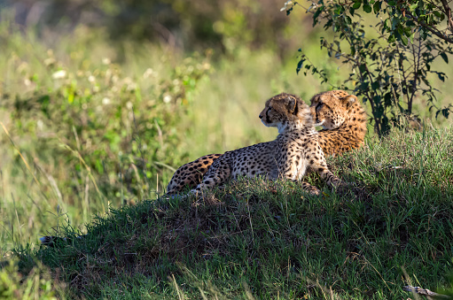 Cheetah Cub with its mother African Cheetah in Wildlife. Watching, Resting.