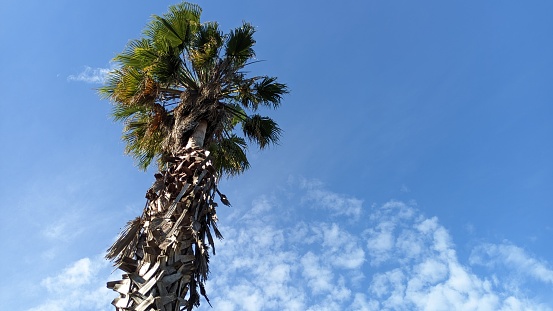Unkempt untrimmed palm tree against a blue sky with clouds photo