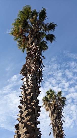 Unkempt untrimmed palm tree against a blue sky with clouds photo