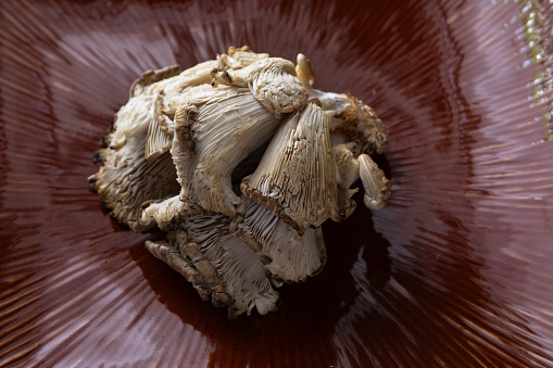 Exotic mushroom on a plate