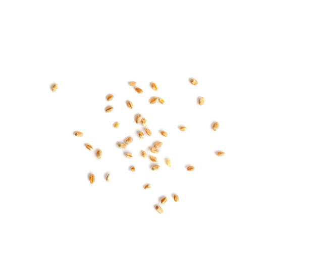 istock Wheat Grains, Barley Pile, Dry Cereal Seeds, Wheat Grains Heap on White 1653354843