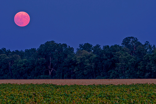 Late summer super moon rising over North Lousiana farmland