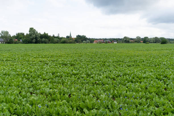 istock Sugar Beet Field, Turnips, Rutabagas, Young Beets Leaves, Sugar Beet Agriculture Landscape 1653367029