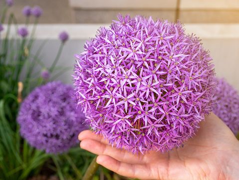 Allium Giganteum Violet Flower Ball, Big Purple Blooming Onion, Allium Violet Flowers