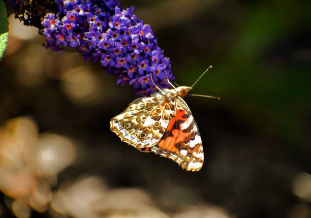 Butterfly Hanging Ontoa Blossom