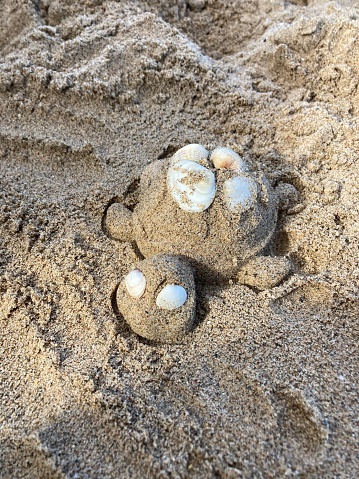 Sand, shells, turtle