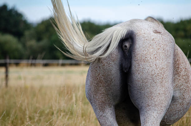 back of a horse wagging its tail to keep the flies away, animal life