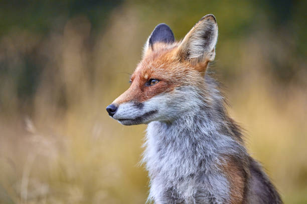 istock Red Fox on blurred background in natural habitat (Vulpes vulpes). 1653378575