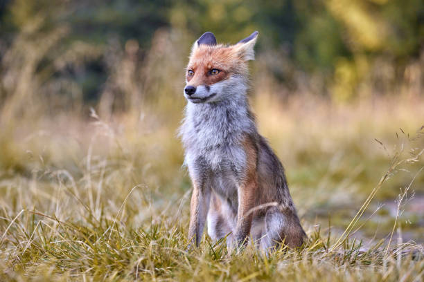 istock Red Fox on blurred background in natural habitat (Vulpes vulpes). 1653378576