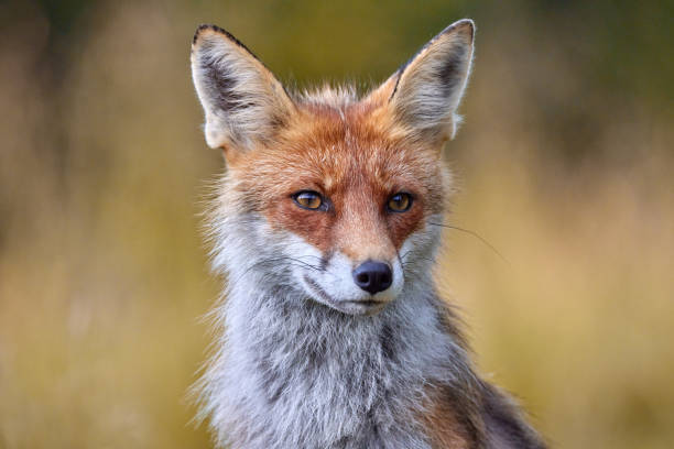 istock Red Fox on blurred background in natural habitat (Vulpes vulpes). 1653378578
