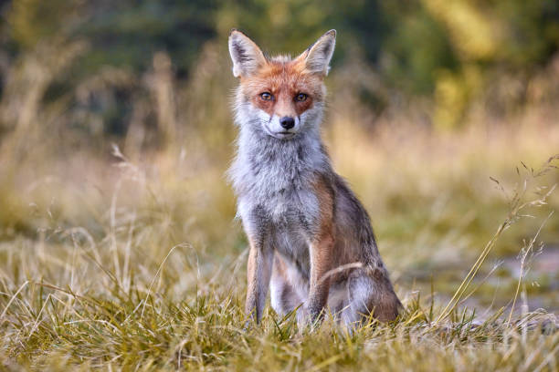 istock Red Fox on blurred background in natural habitat (Vulpes vulpes). 1653378579