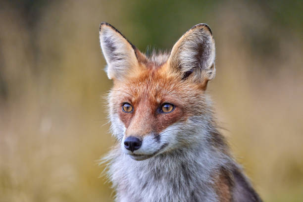 istock Red Fox on blurred background in natural habitat (Vulpes vulpes). 1653379114